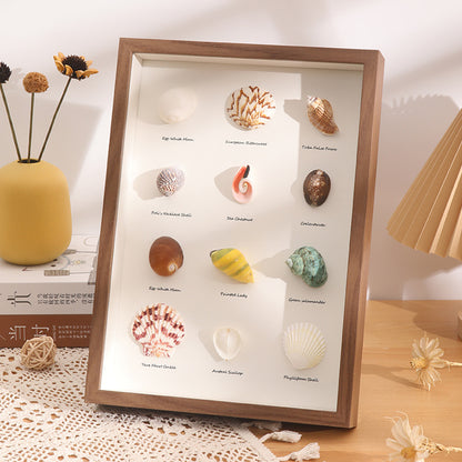 DIY 3D Natural Seashell Display Box Kit (with LED Lights) — Wooden specimen display frame for coastal-style home decor, 8.9 × 12.3 inches.